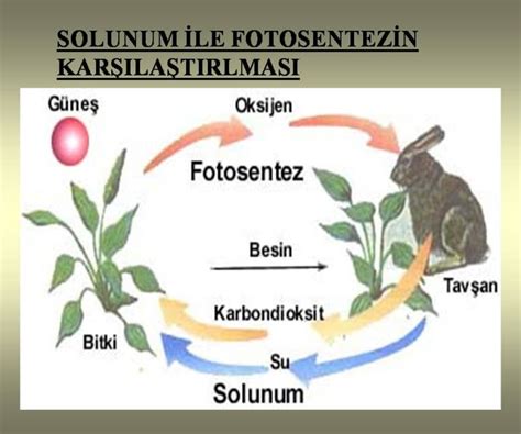 fotosentez ile solunum arasındaki farklar